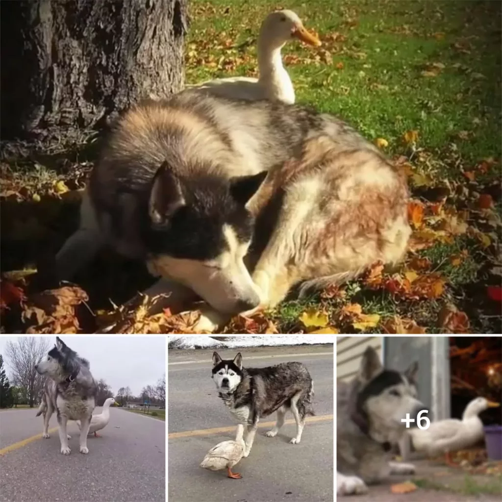 “A Heartwarming Tale: A Dog and Duck’s Friendship Brings Cheer to a Close-Knit Minnesota Town”