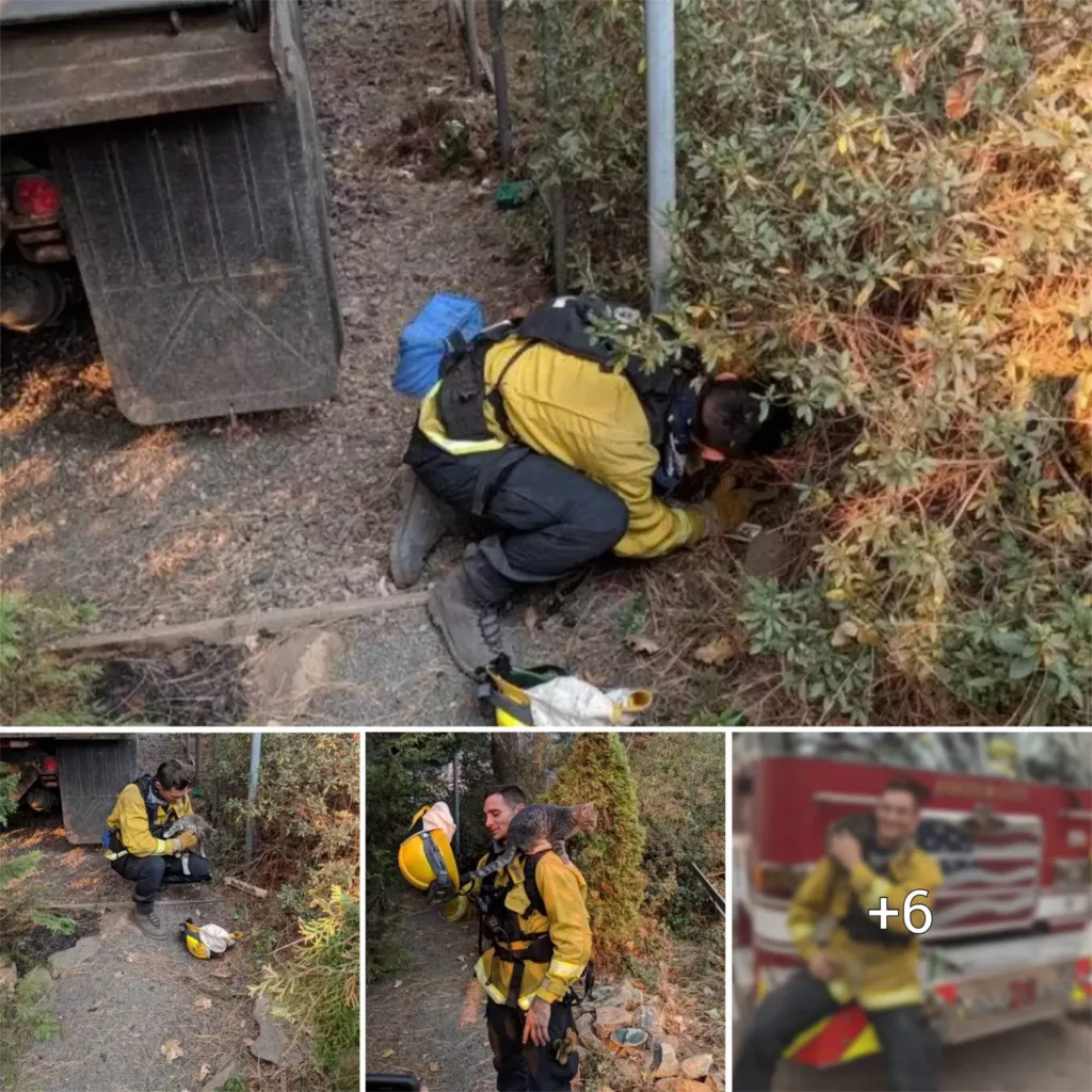 “Heroic Lifeguard Saves Homeless Cat from Forest Fire, Giving it a Forever Home and Feline Friendship”