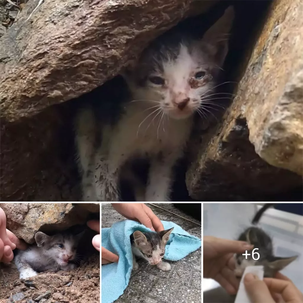 “Stranded and Starving: A Rainy Day Rescue Tale of a Desperate Homeless Cat”